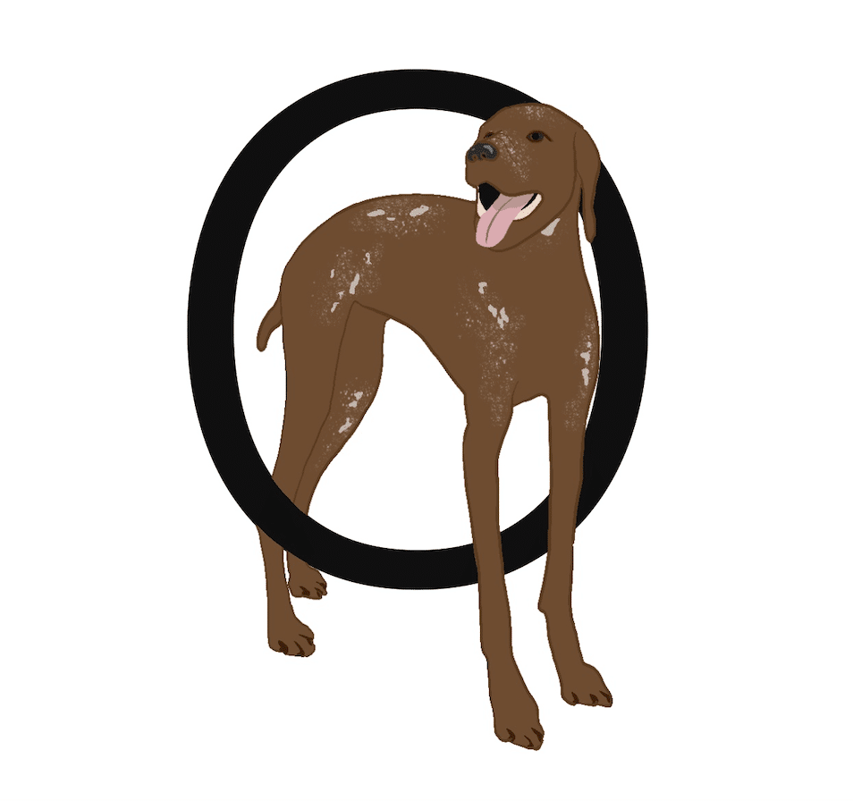 A brown dog is standing in a circle.